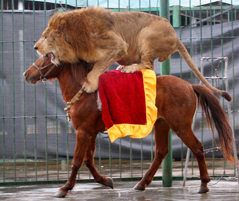 Lion-riding-horse.jpg