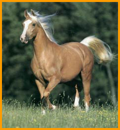 Palomino Horse.jpg