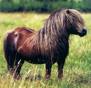 Shetland pony.jpg