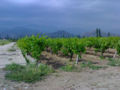 An najaf vines.jpg