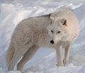 Arctic wolf.jpg