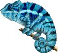 Chameleon blue.jpg