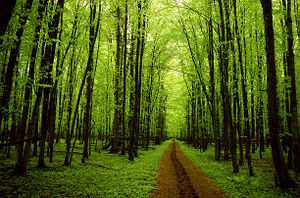 Forest trail.jpg