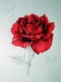 Rose of Nosferatus.jpg