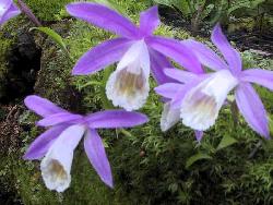 Formosana-orchid.JPG